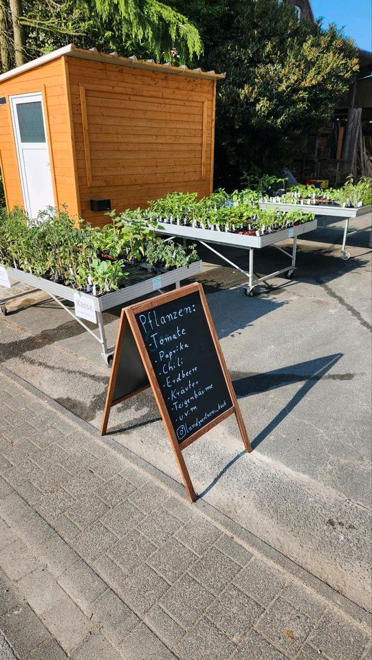 Tomatenpflanzen Gemüsejungpflanzen Gemüsepflanzen kein Bio in Geseke