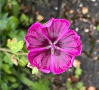 30 Samen Wilde Malve, Wildblume Insekten pflegeleicht Garten Bayern - Baldham Vorschau