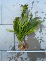 Echinodorus bleherae XXL (Mutterpflanze) Amazonas-Schwertpflanze Leipzig - Plaußig-Portitz Vorschau