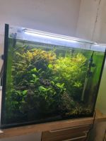 Aquarium ca. 300 Liter Nordrhein-Westfalen - Kevelaer Vorschau