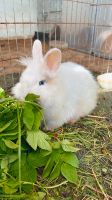 Kaninchen sucht 5 ⭐️ zuhause Niedersachsen - Barßel Vorschau