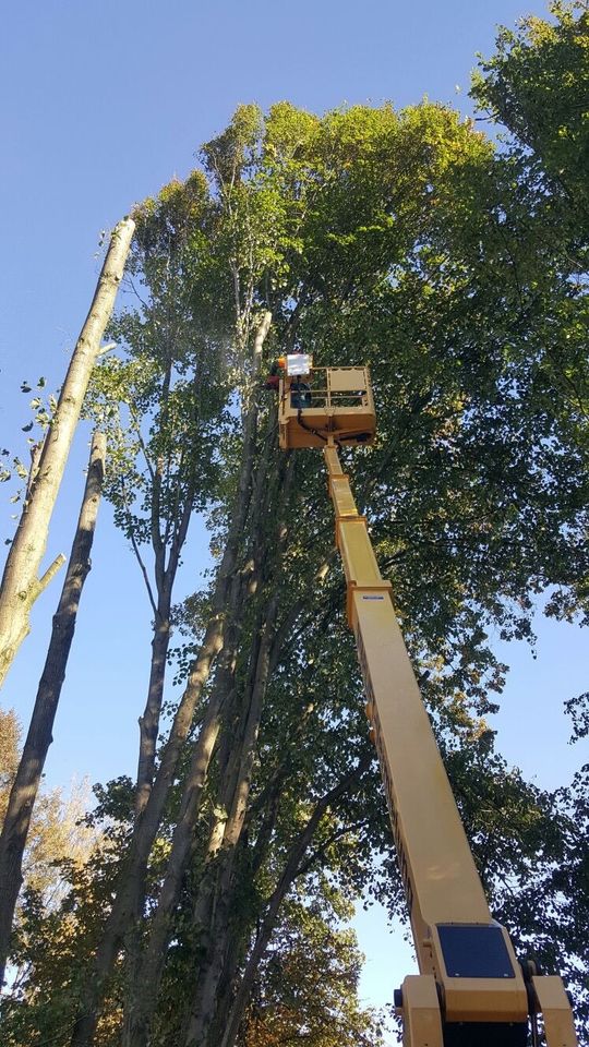 Baumfällung Baumpflege Totholz Entfernung in Alveslohe