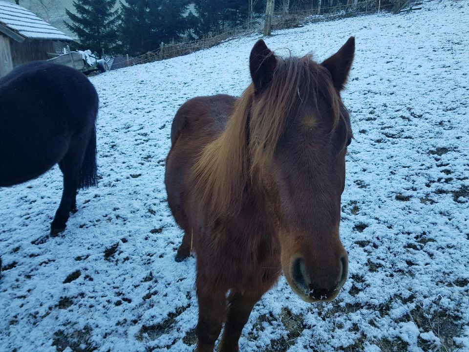 Pflegepferd Pflegebeteiligung in Elzach