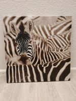 Bild Zebra 50x50 cm Baden-Württemberg - Gottenheim Vorschau