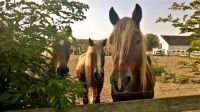 Pferdebox / Pensionsbox / Box / Pferdestall / Reiten Sachsen-Anhalt - Braunsbedra Vorschau