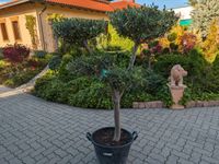 Olivenbaum PON PON, 60 Jahre alt Rheinland-Pfalz - Lingenfeld Vorschau