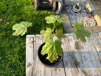 Spitzahorn Acer Platanoides junger Baum 30 cm Nordrhein-Westfalen - Ahlen Vorschau