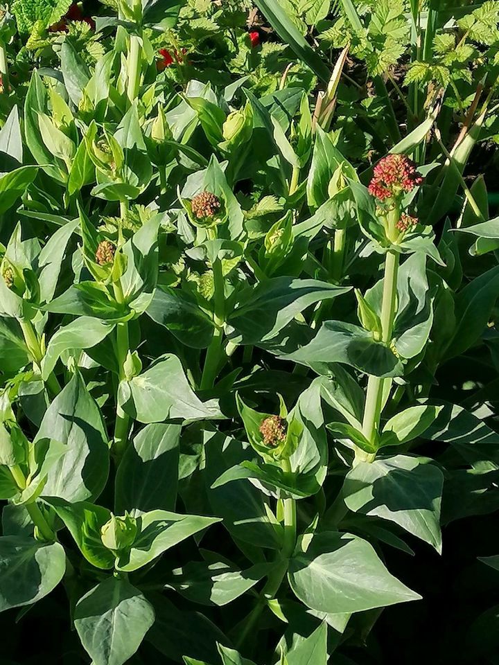 Rote Spornblume, Centranthus ruber in Kirchheim unter Teck