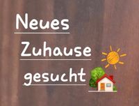 Gesucht wird ein langfristiges  Zuhause - in Dssd oder Meerbusch Düsseldorf - Pempelfort Vorschau