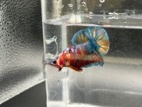 Kampffisch (Betta splendens) Hmpk yellow base multicolor Hessen - Kaufungen Vorschau