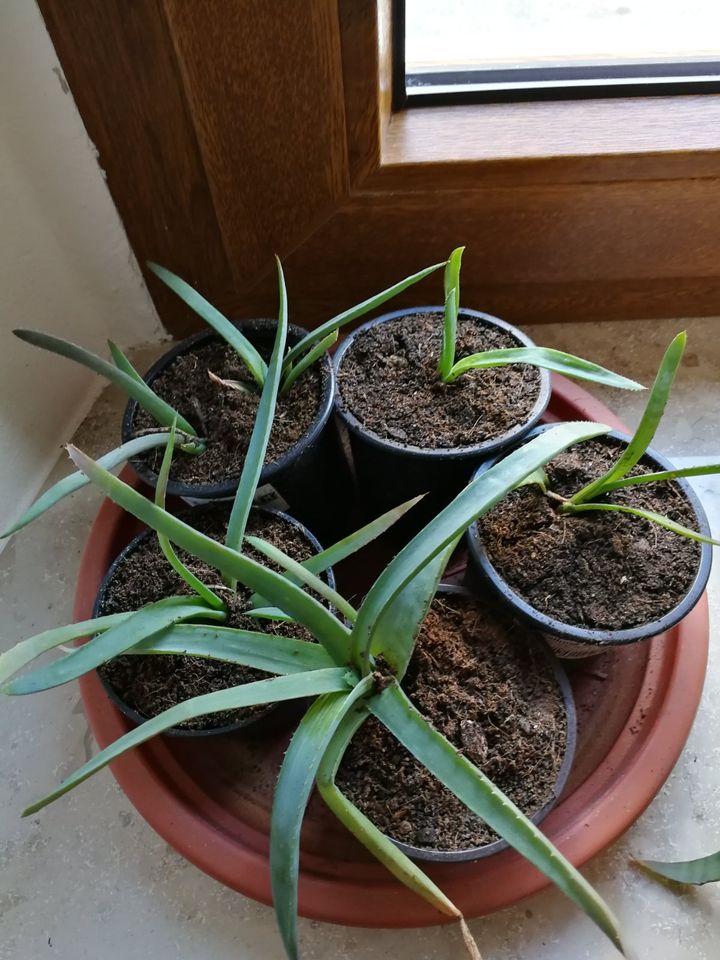 echte Heilpflanze Zimmerpflanze Pflanze Aloe Vera aloa  Feng shui in Leipzig