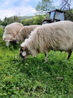 Schafe zum verkaufen Saarland - Merzig Vorschau