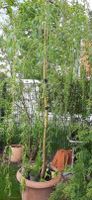 Maibaum? große Trauerweide im Topf sucht Garten Grundstück Berlin - Kladow Vorschau