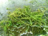 10 ltr. arg. Wasserpest, klares Teichwasser Niedersachsen - Derental Vorschau