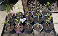 Tomate "Black Cherry", Pflanze, Garten, Gemüse, Selbtsversorger Thüringen - Meiningen Vorschau
