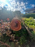 Holz obstholz zwetschgenholz baumscheibe epoxydharz drechseln dek Bayern - Obertaufkirchen Vorschau