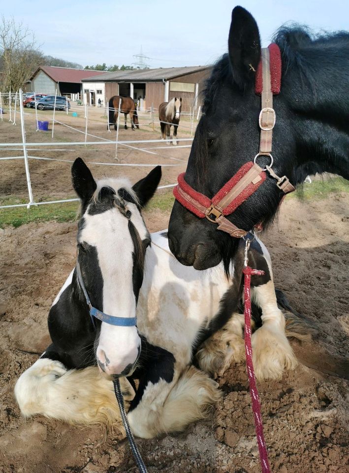 Fahr-&Reitbeteiligung für Tinker & Friese # Freizeit # Gelände # in Rödermark