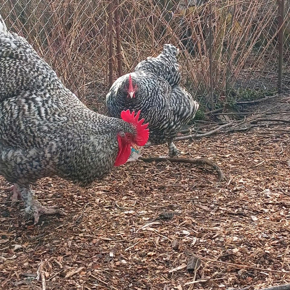 Mechelner Huhn Hühner Küken Zweinutzungshuhn beide Farbschläge in Großdubrau