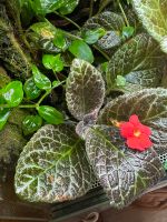 Episcia cupreata Ableger, frisch geschnitten Nordrhein-Westfalen - Kamp-Lintfort Vorschau