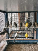 Kanarien Vögel Timrados Saarland - Völklingen Vorschau