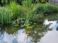 Teichsanierung Teichpflege Teichbau Schlammsaugen Güstrow - Landkreis - Güstrow Vorschau