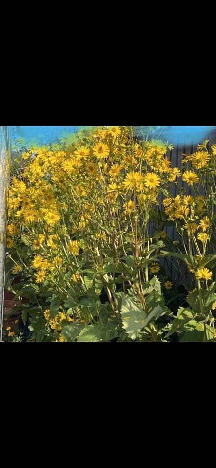 Sonnenblumen Staude mehrjährig in Lippstadt