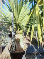 Winterharte Sabalpalme Sabal minor Zwergpalmetto Palme XXL Stamm Nordrhein-Westfalen - Nordkirchen Vorschau