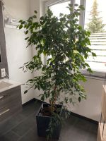 Ficus Benjamini Baden-Württemberg - Sasbach am Kaiserstuhl Vorschau