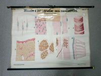 Zellen Gewebe 1926 alt Wandtafel Rollkarte Schulplakat Bio Lehrm Berlin - Spandau Vorschau