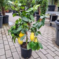 Zitronenbaum Citrus Limon +/-70cm Zitrus Stämmchen Nordrhein-Westfalen - Oberhausen Vorschau