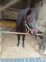 Shetland-Pony-Wallach, 3 Jahre, Stockmaß 100 cm Nordrhein-Westfalen - Aldenhoven Vorschau