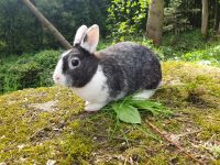 Zwergkaninchen & Zwergwidder Böckchen Sachsen - Jöhstadt Vorschau