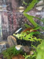 4 Japan Blue Endler Guppys Thüringen - Erfurt Vorschau