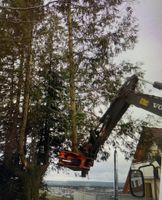 Gartenpflege Gehölzschnitt Baumpflege Hecken Wurzeln entfernen Baden-Württemberg - Albbruck Vorschau