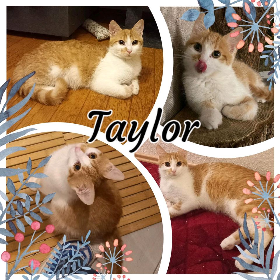 Kitten, Katzenbaby, Kater, EKH, kastriert ❤️ Taylor ❤️ in Elsterwerda