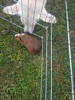 Meerschweinchen  Böckchen ca 1.jahr Sachsen-Anhalt - Schönebeck (Elbe) Vorschau