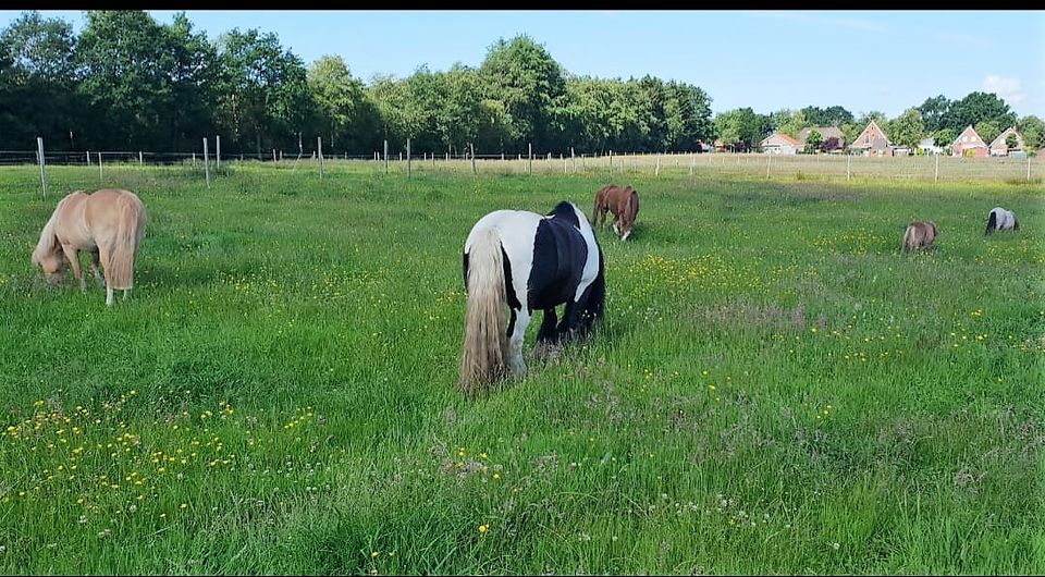 Pferdeliebhaber aufgepasst! Hofstelle in Top-Alleinlage mitten in Ostfriesland in Hesel