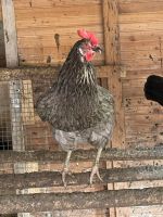 Hühner zu verkaufen Niedersachsen - Großenkneten Vorschau