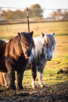 Ferienhof MISCHKE Carolinensiel Nordsee Ponyhof Wittmund - Carolinensiel Vorschau