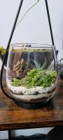 Florarium mit Pflanzen / Terrarium / Zimmer pflanzen / Pflanzen / Nordrhein-Westfalen - Stolberg (Rhld) Vorschau