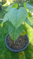 Catalpa Bignonioides Sachsen-Anhalt - Halle Vorschau