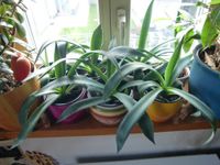 Zimmerpflanzen Clivia, Drachenbaum, Pfennigbaum, Agave Baden-Württemberg - Weil der Stadt Vorschau