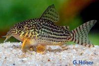 Corydoras sterbai / Gelbflossen-Panzerwels Nordrhein-Westfalen - Löhne Vorschau