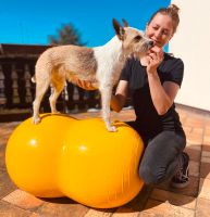 Physiotherapie für Hunde Hessen - Waldsolms Vorschau