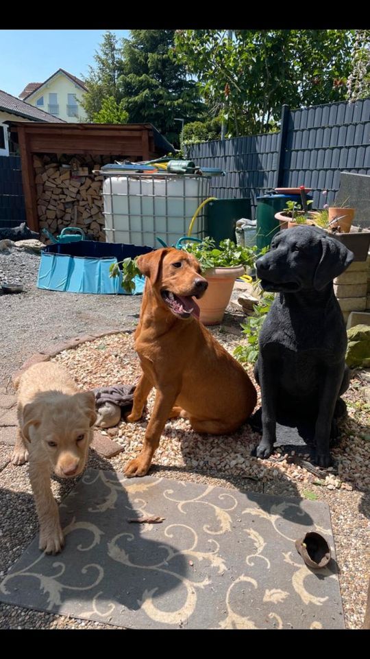 Labrador Retriever 80cm 90kg Lebensgroß Steinguss Labbi Lab Hund in Magdeburg