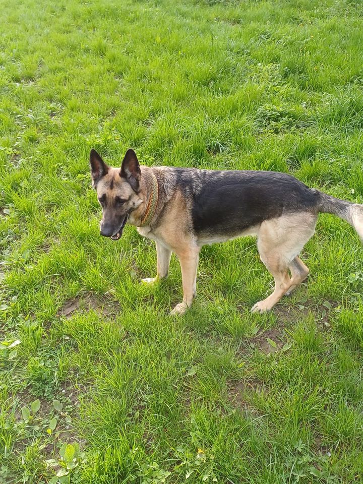 Senta Schäferhund Mix Hündin in Eschau