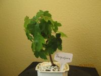 ( 32 )  Prebonsai Bergahorn Berlin - Reinickendorf Vorschau