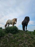 Offenstall Pensionsplatz Kurplatz Nordsee Isländer Islandpferd Niedersachsen - Bülkau Vorschau