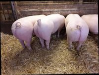 Mastschweine im Angebot Nordrhein-Westfalen - Kreuzau Vorschau