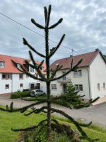 Affenbaum in Top Zustand! Rheinland-Pfalz - Käshofen Vorschau